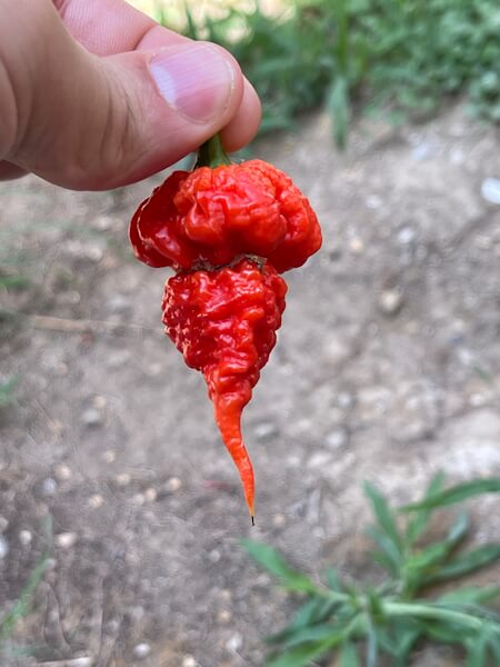 Reaper Brain Red